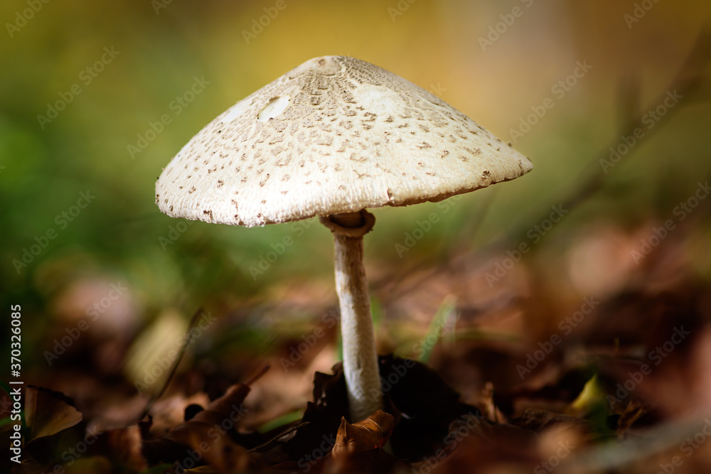 Mushroom in the forest Mushroom in the forest