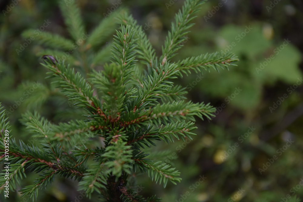 A small fir tree in the woods A small fir tree in the woods