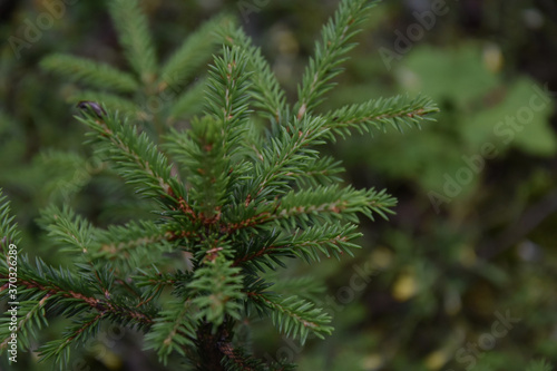 A small fir tree in the woods