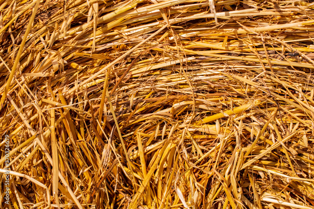 Dry yellow straw grass background texture after havest Dry yellow straw grass background texture after havest