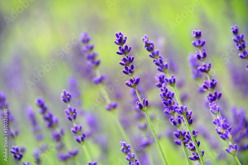 Lavender flower (Lavandula angustifolia, Hidcote) in closeup, macro photography with selective focus and soft bokeh background. Fragrant purple blue summer flower, native to the Mediterranean.