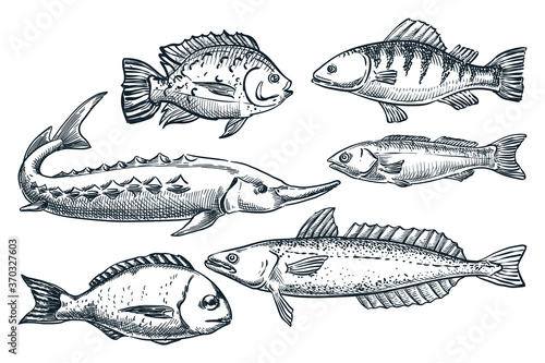 Sea fishes set, isolated on white background. Hand drawn sketch vector illustration. Seafood market food design elements