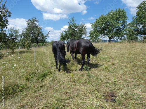 horse and foal