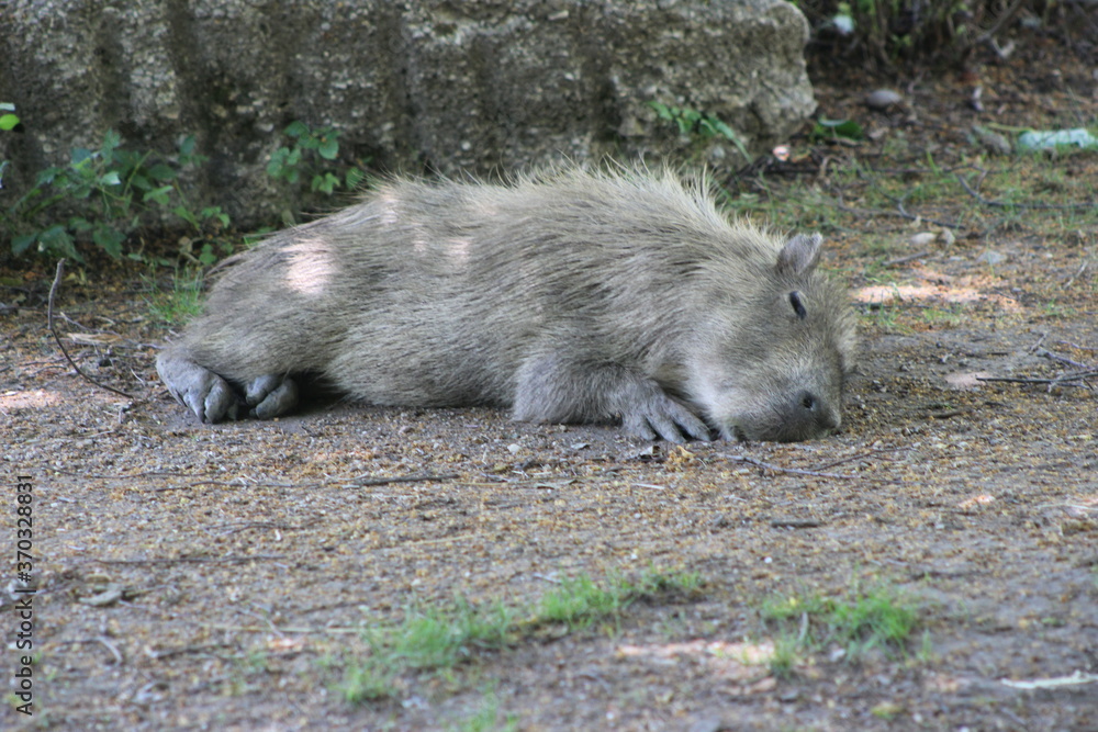 Animal and nature photos from the Schoenbrunn Zoo in Vienna