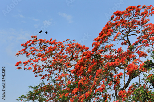 Peacock Flowers, Summer Flower in Summer Season Krishnachura Delonix Regia is blooming. Poinciana Tree in Dhaka, Bangladesh. photo