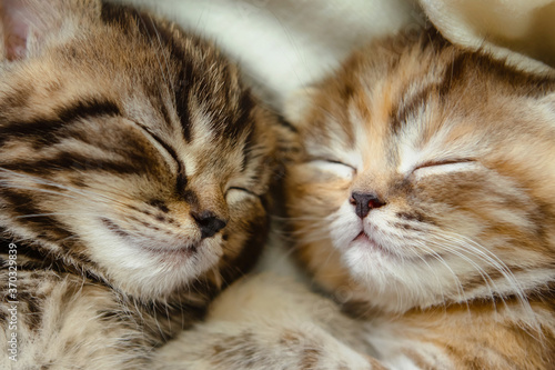 Two cute sleeping kittens with mustaches.