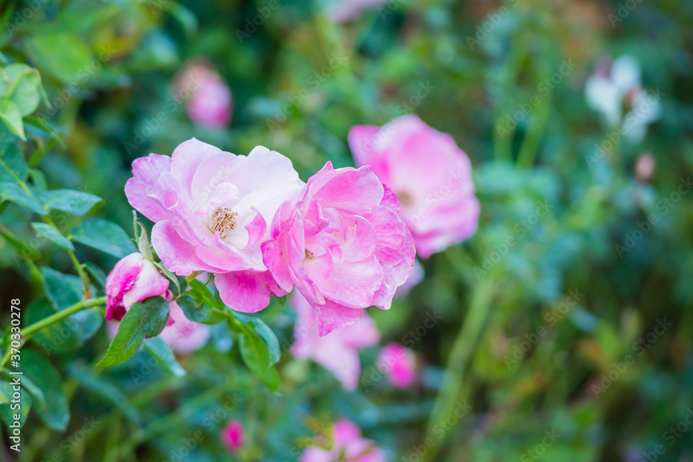Beautiful pink roses flower in the garden Beautiful pink roses flower in the garden