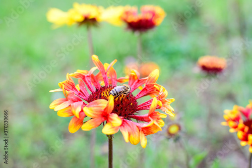 Side view of one vivid red and yellow Gaillardia flower, common name blanket flower,  and blurred green leaves in soft focus, in a garden in a sunny summer day, beautiful outdoor floral background.