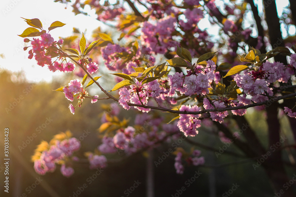 Fototapeta premium Frühling