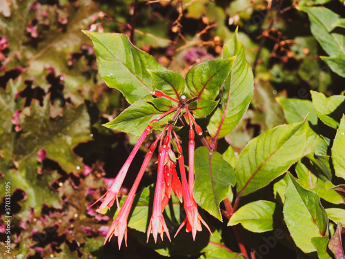 Fuchsia lumineux ou fuchsia triphylla 'fulgens' aux grappes de fleurs tubulaires pendantes rouges écarlate, orangées dans un magnifique feuillage vert, teinté et bordé de pourpre photo