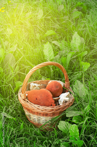 Basket of fungi on the green grass. The collected mushrooms.