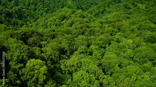新緑の白神山地空撮