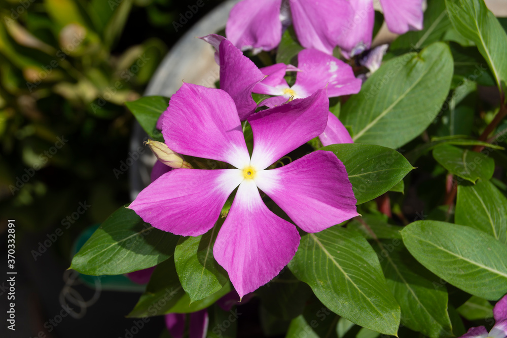 Petunias de jardín Petunias de jardín