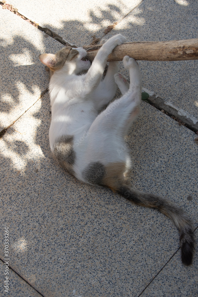 Gatita jugando