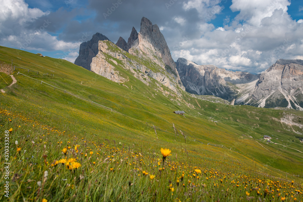 Odles group seen from summer meadow with dandelions on Seceda mountain