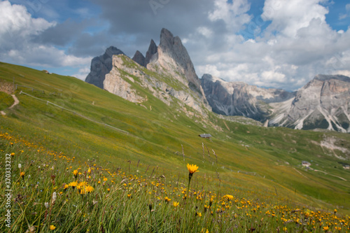 Odles group seen from summer meadow with dandelions on Seceda mountain photo