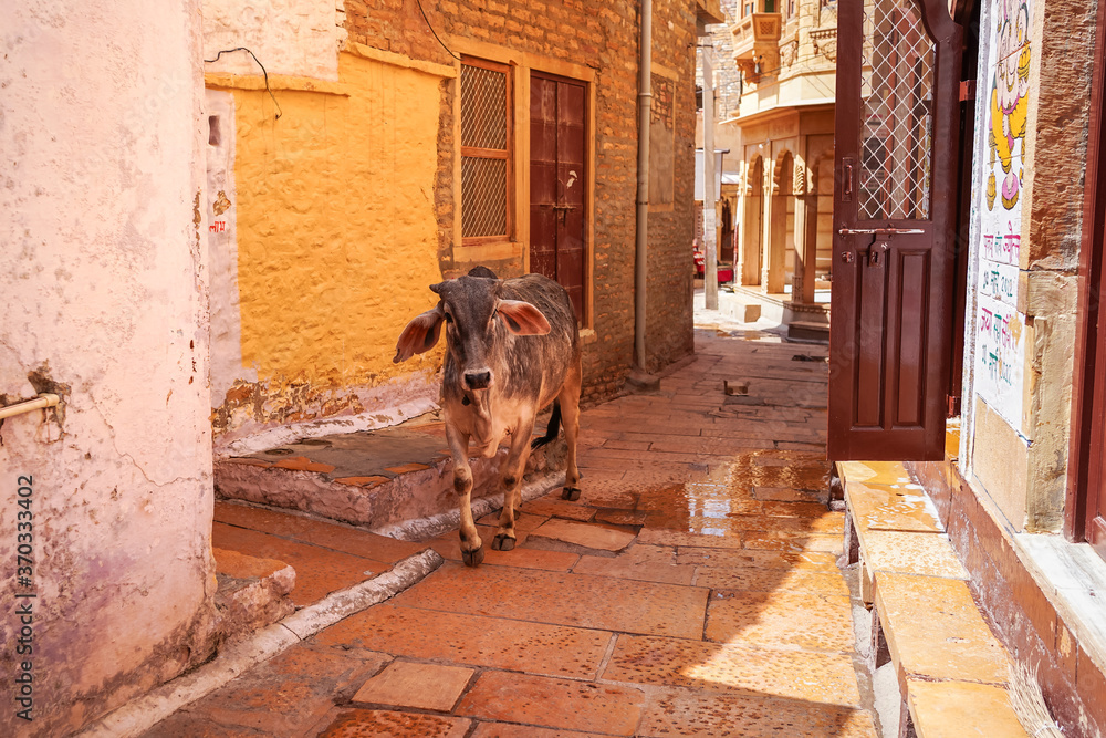 Cow walking freely in narrow alleys of Jaisalmer Fort