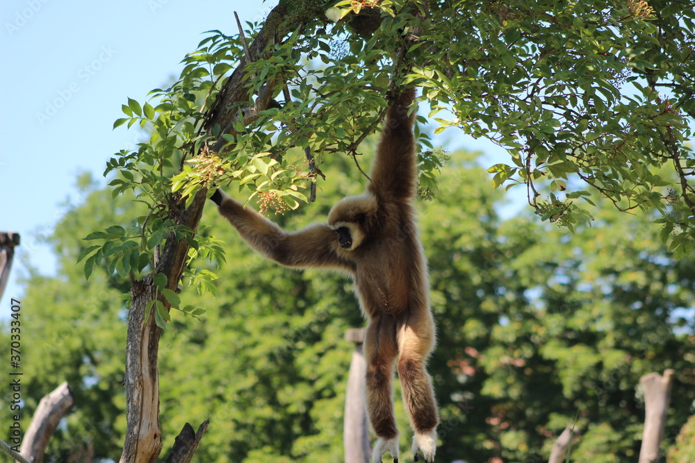 Naklejka premium Animal and nature photos from the Schoenbrunn Zoo in Vienna