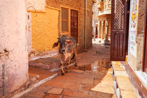 Obraz na płótnie Cow walking freely in narrow alleys of Jaisalmer Fort w salonie