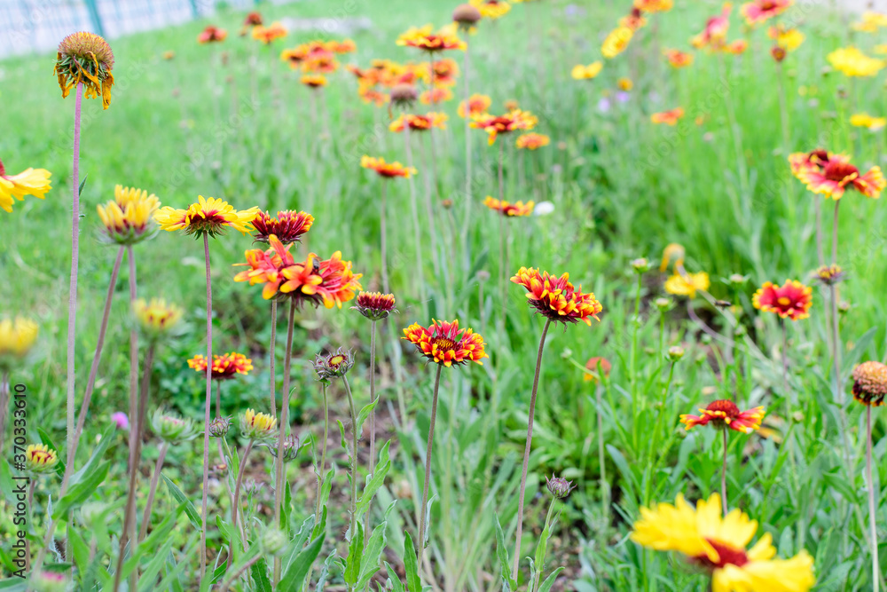 Many vivid red and yellow Gaillardia flowers, common name blanket flower, and blurred green leaves in soft focus, in a garden in a sunny summer day, beautiful outdoor floral background.