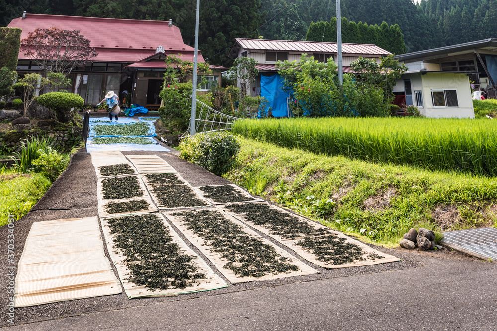 Fototapeta premium 日本 藍染藍の乾燥葉作り手作業の天日干し