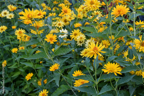 heliopsis