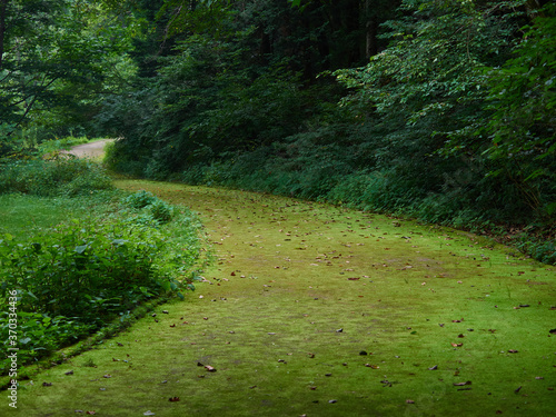 烏川渓谷緑地の水辺エリア 苔が生している園路 長野県安曇野市