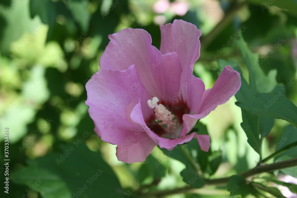 Obraz premium an incredible hibiscus in a summer garden