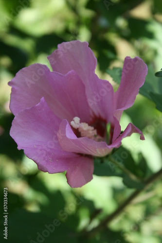 an incredible hibiscus in a summer garden