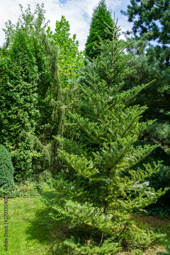 Fir Abies koreana in landscaped evergreen garden. Beautiful green and silver spruce needles on korean fir. Interesting nature concept for background design.