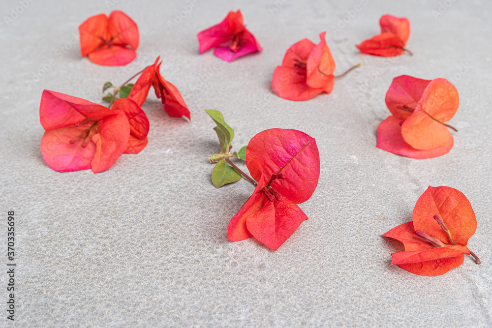 Beautiful pink red bougainvillea blooming on cement background, Bright pink red bougainvillea flowers as a floral background. Close-up Bougainvillea tree with flowers Beautiful pink red bougainvillea blooming on cement background, Bright pink red bougainvillea flowers as a floral background. Close-up Bougainvillea tree with flowers