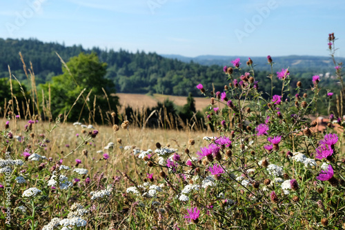 Papier peint Wild carrot and Purple knapweed wildflowers on Pewley Down in Guildford, Surrey,