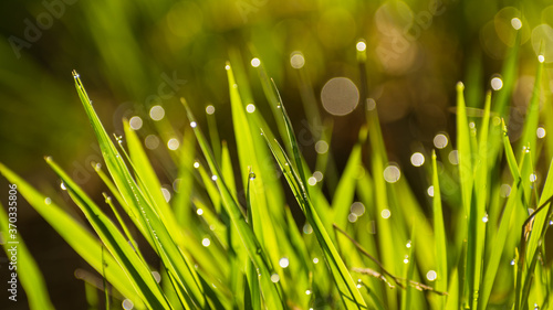 oświetlona trawa z kroplami wody