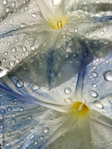 water drops on morning glories