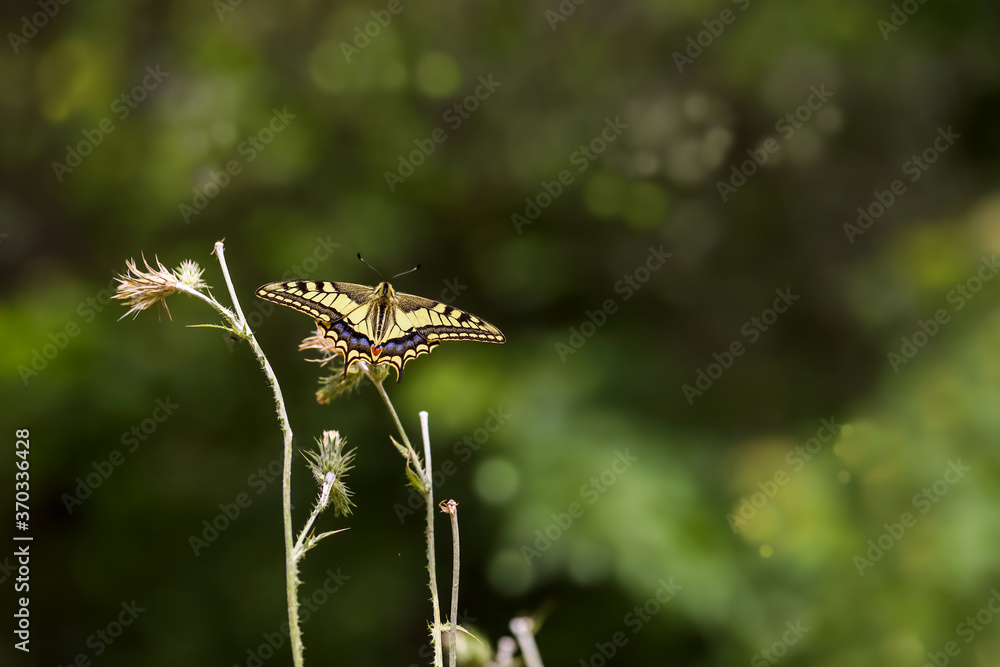 Swallowtail butterfly / Papilio machaon Swallowtail butterfly / Papilio machaon