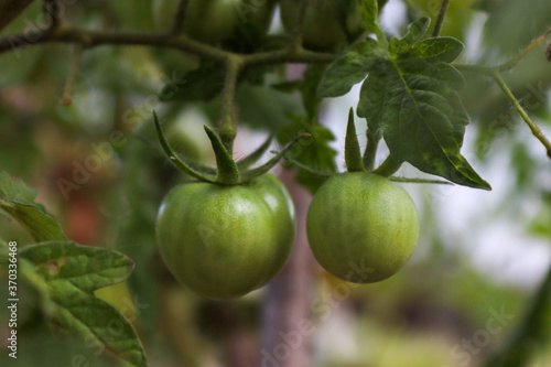 green tomatoes on a vine