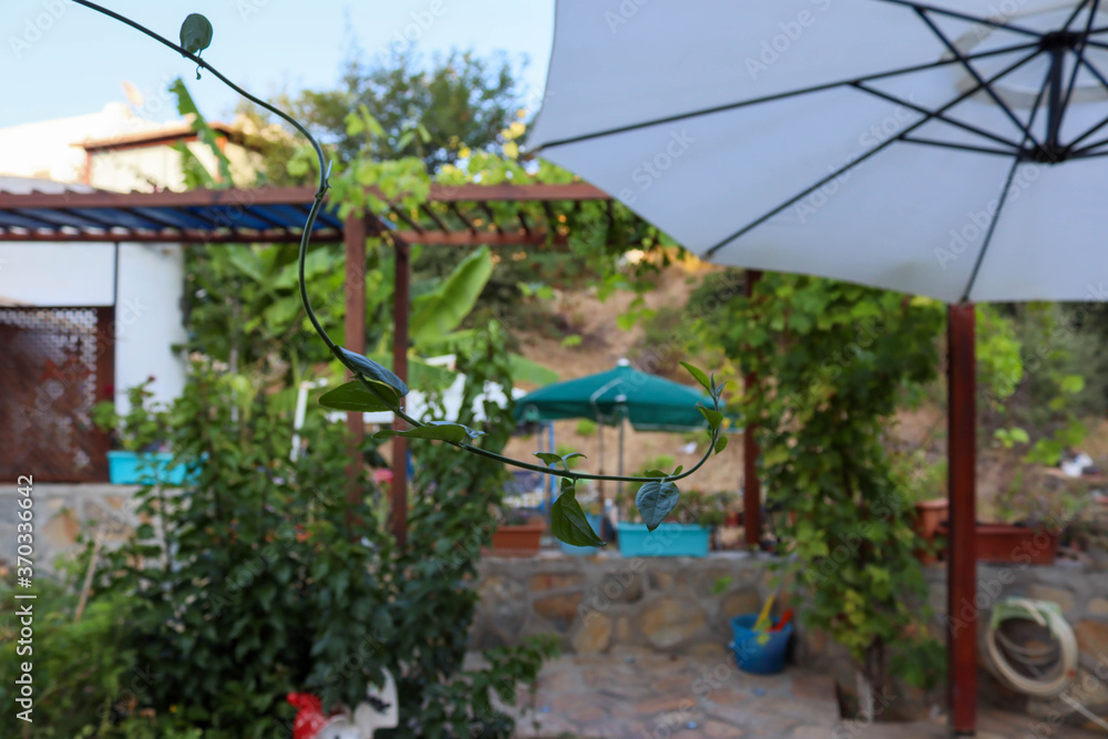 garden in the village garden in the village
