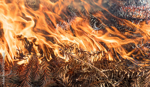 Close up de fogo na grimpa de pinheiro