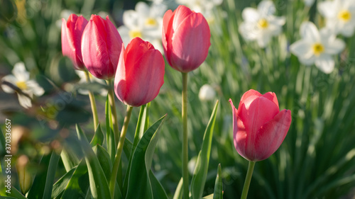 R    owe tulipany w ogrodzie