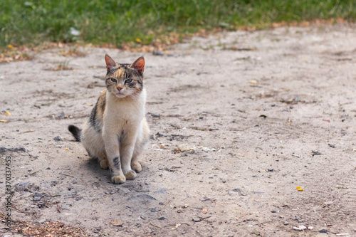 Portrait of sad calico street cat. © Serhii