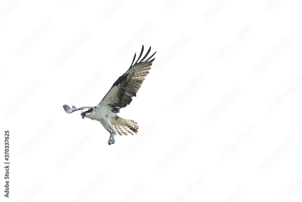 Fototapeta premium osprey in flight