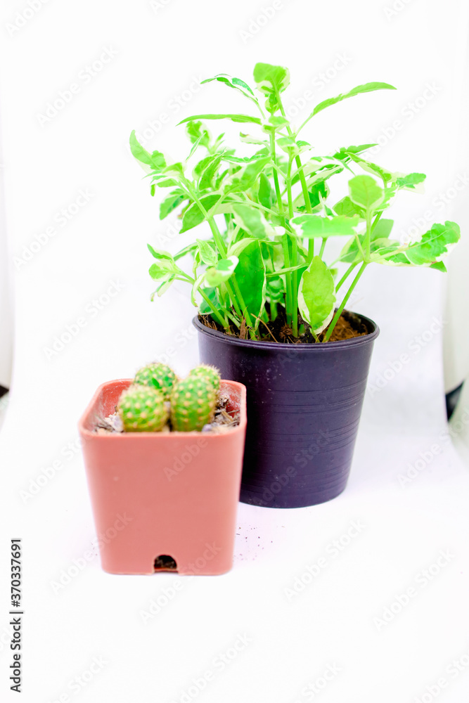 Fototapeta premium Little Plant Growing in Pots Isolated White Background Cactus