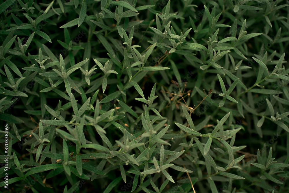 green grass background green grass background
