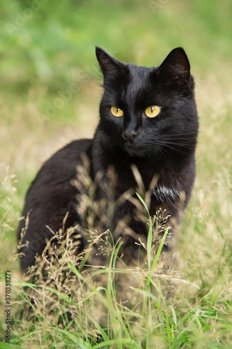 Beautiful bombay black cat portrait with yellow eyes and attentive look. Cat sit in green grass in nature in garden on meadow