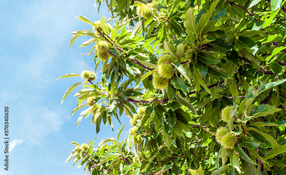 Chestnut surrounded by blue sky Chestnut surrounded by blue sky