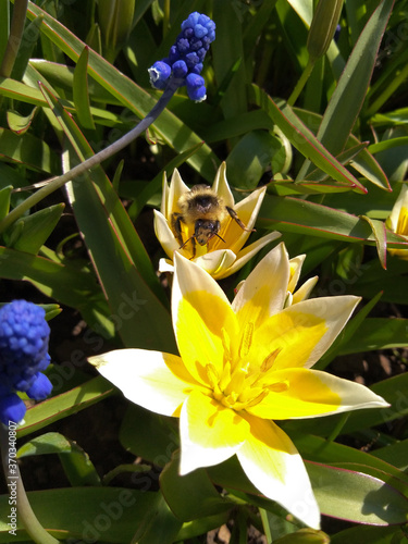 Blooming wild tulips. Bumblebees collect the first honey from white flowers. Spring day in the Western Urals.