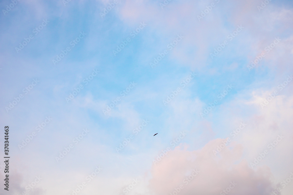 Birds flying in the distant sky Birds flying in the distant sky