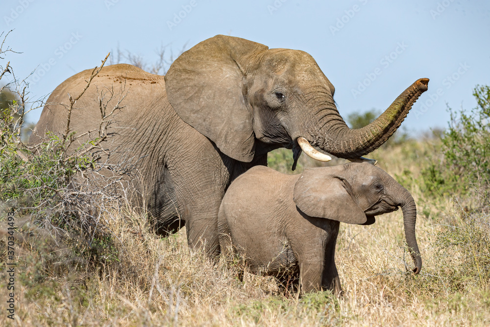Obraz premium Elephant mom and Baby