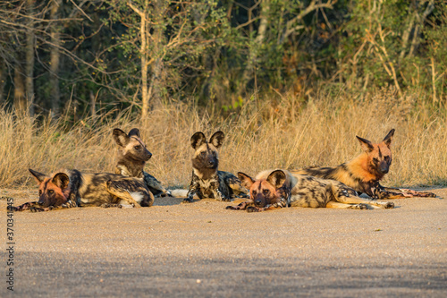 Photography African Wild Dog