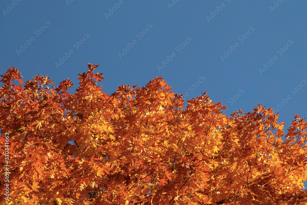 Branch of beautiful autumn maple tree witn orange leaves